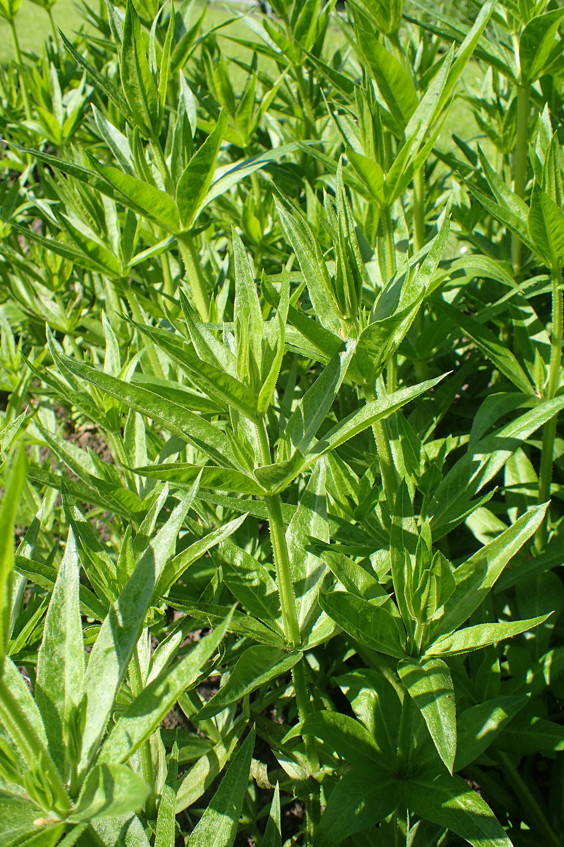 Rubia tinctorum kz01