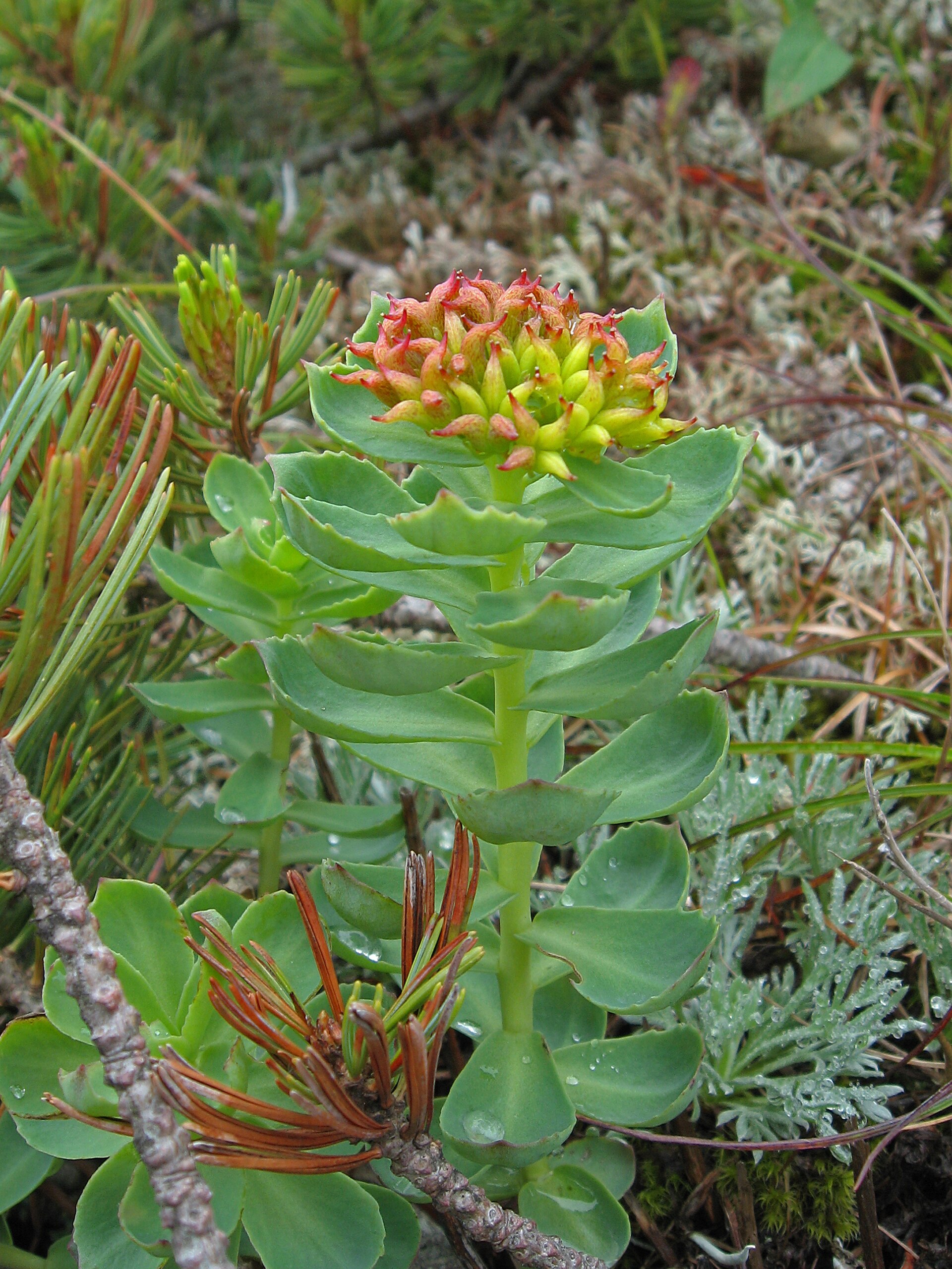 Rodiola