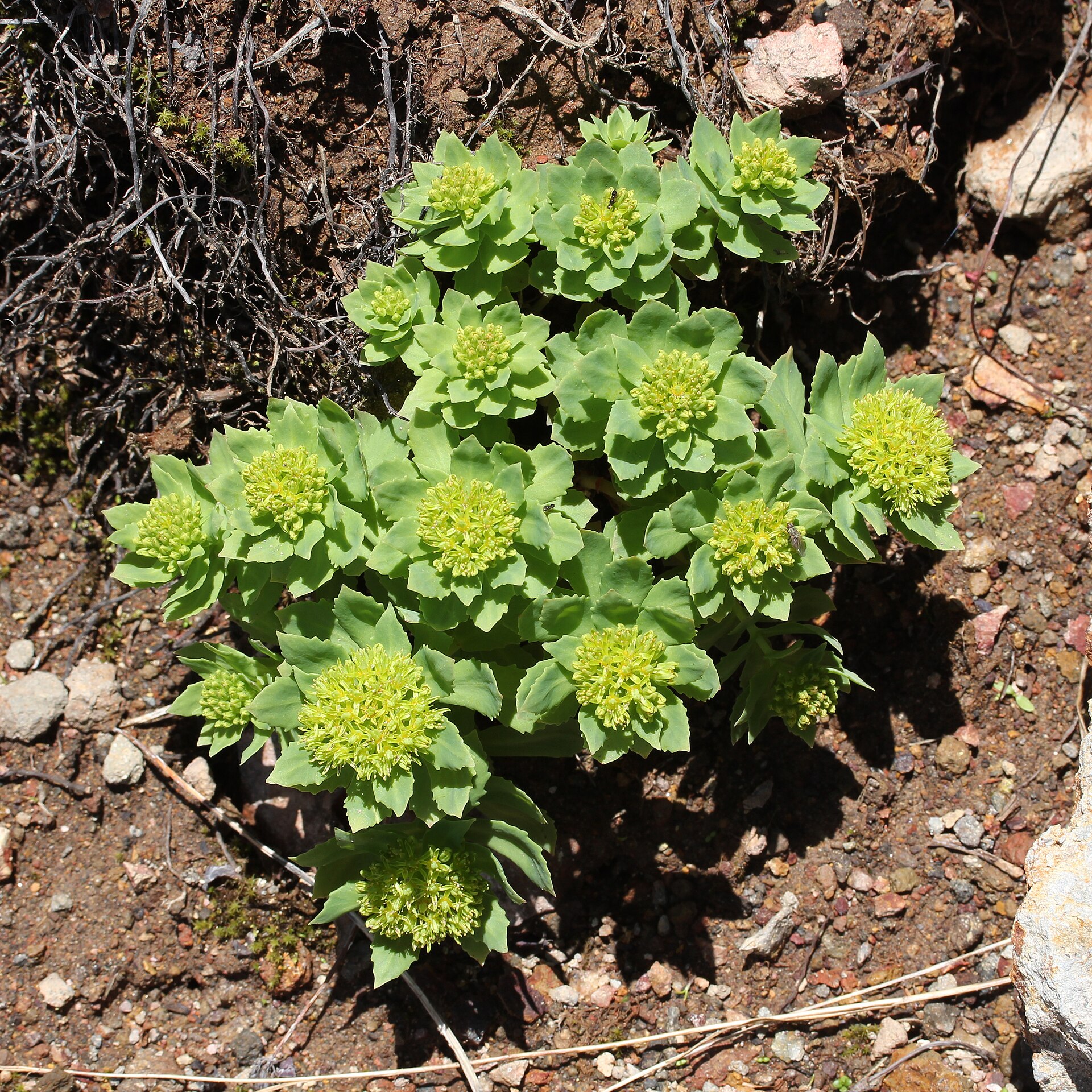 Rhodiola rosea (male bud)