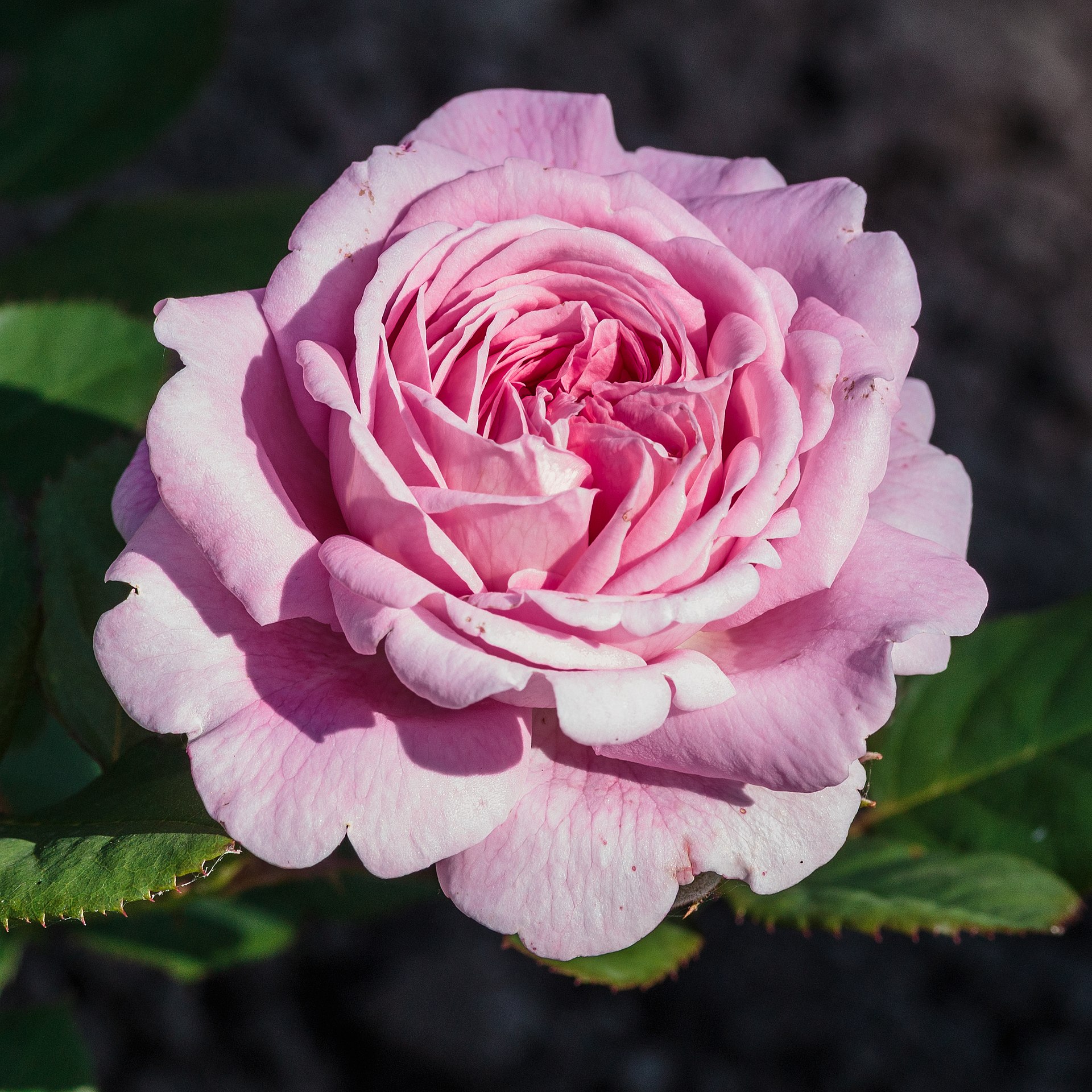 Rosa 'Rosengräfin Marie Henriette' (actm)