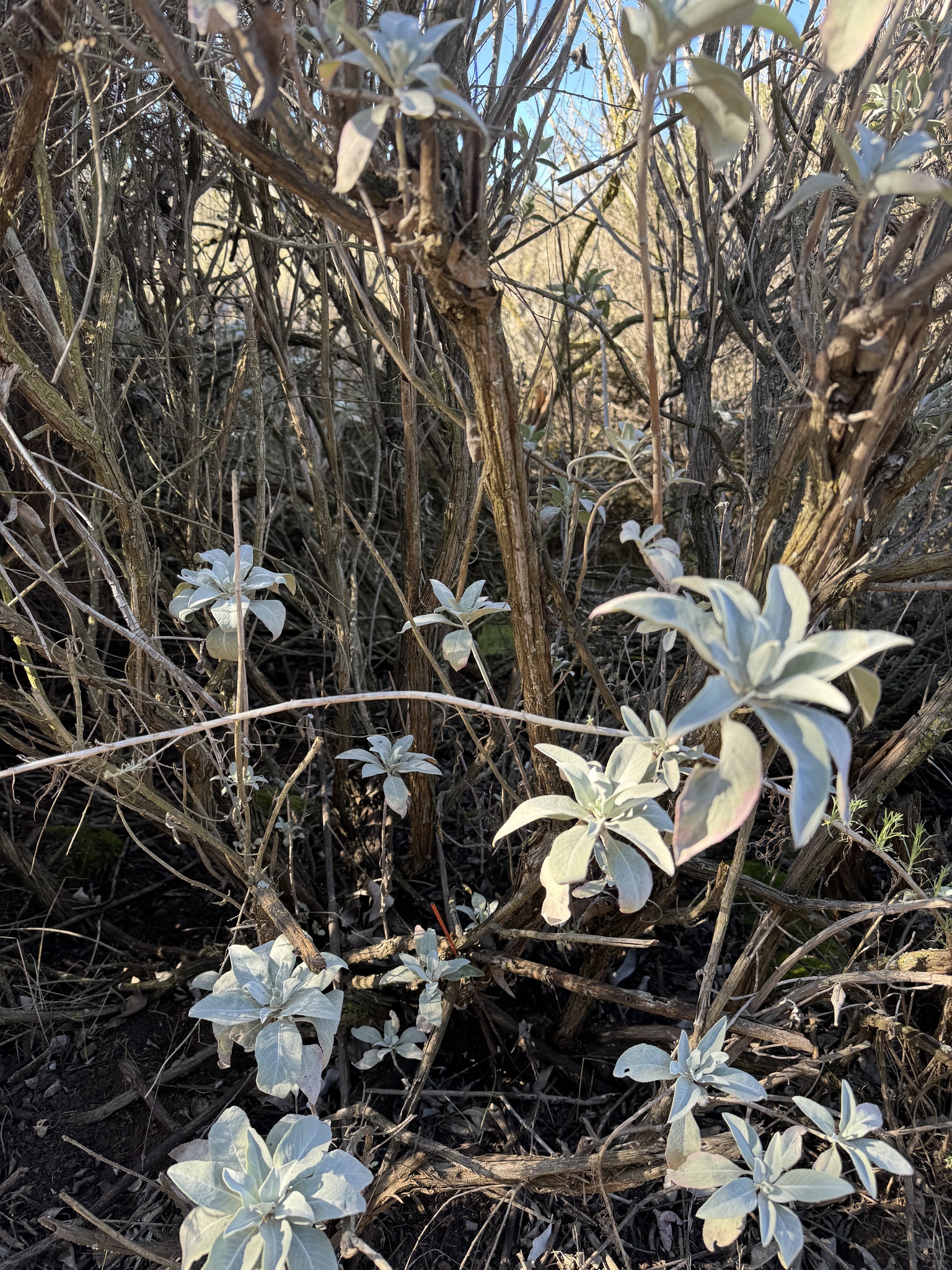White sage imported from iNaturalist photo 345059007 on 8 March 2024