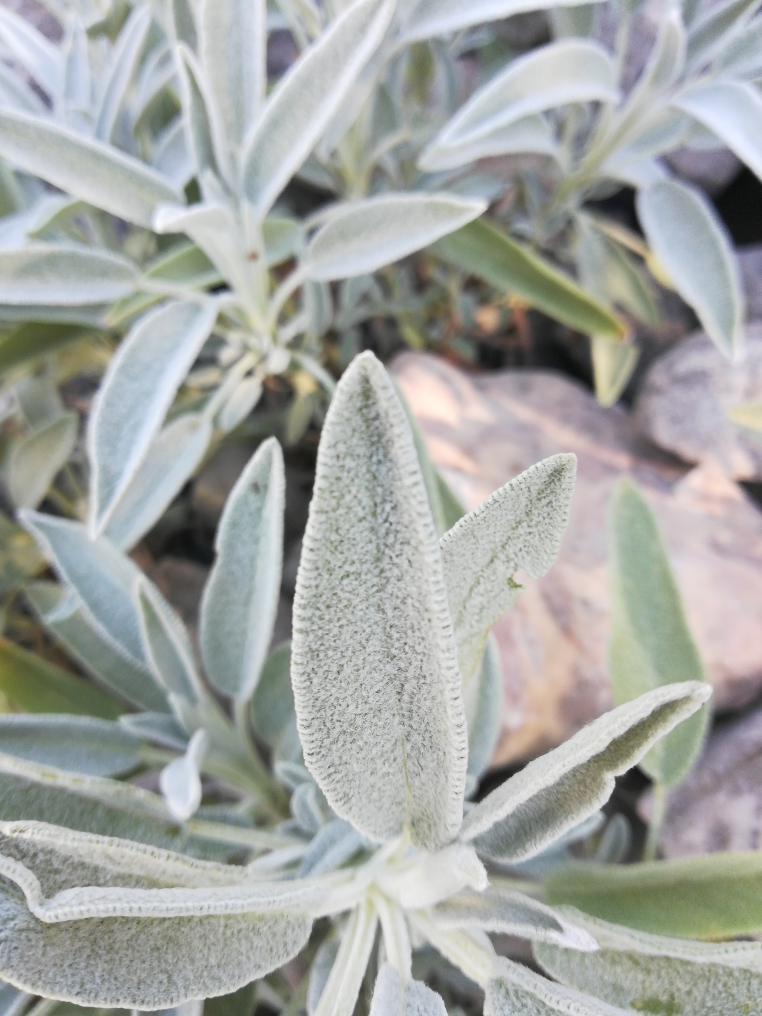 Salvia