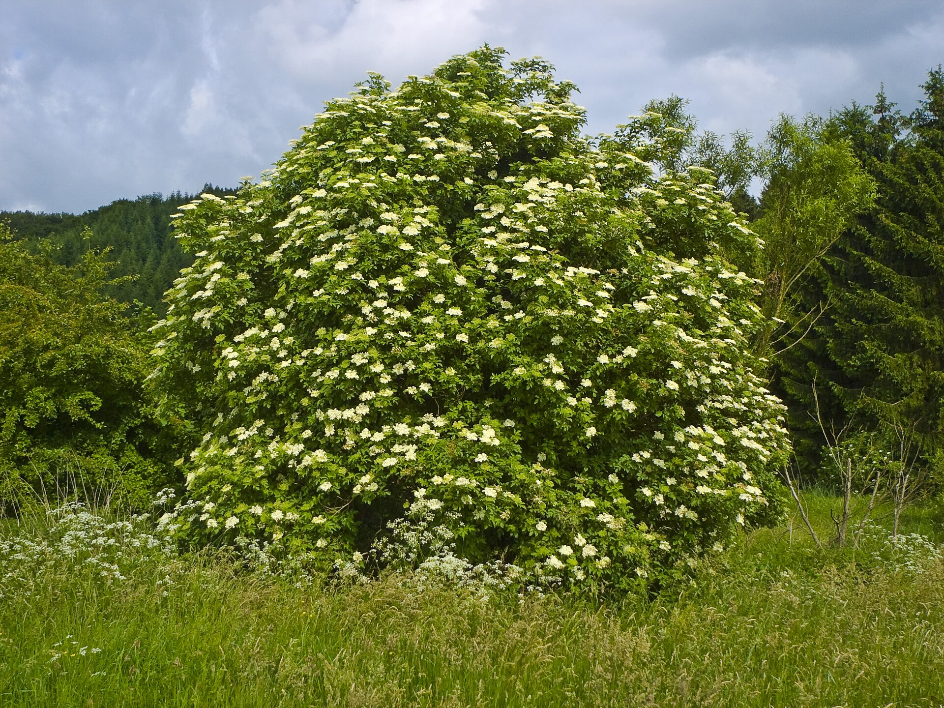 Sambucus nigra 004