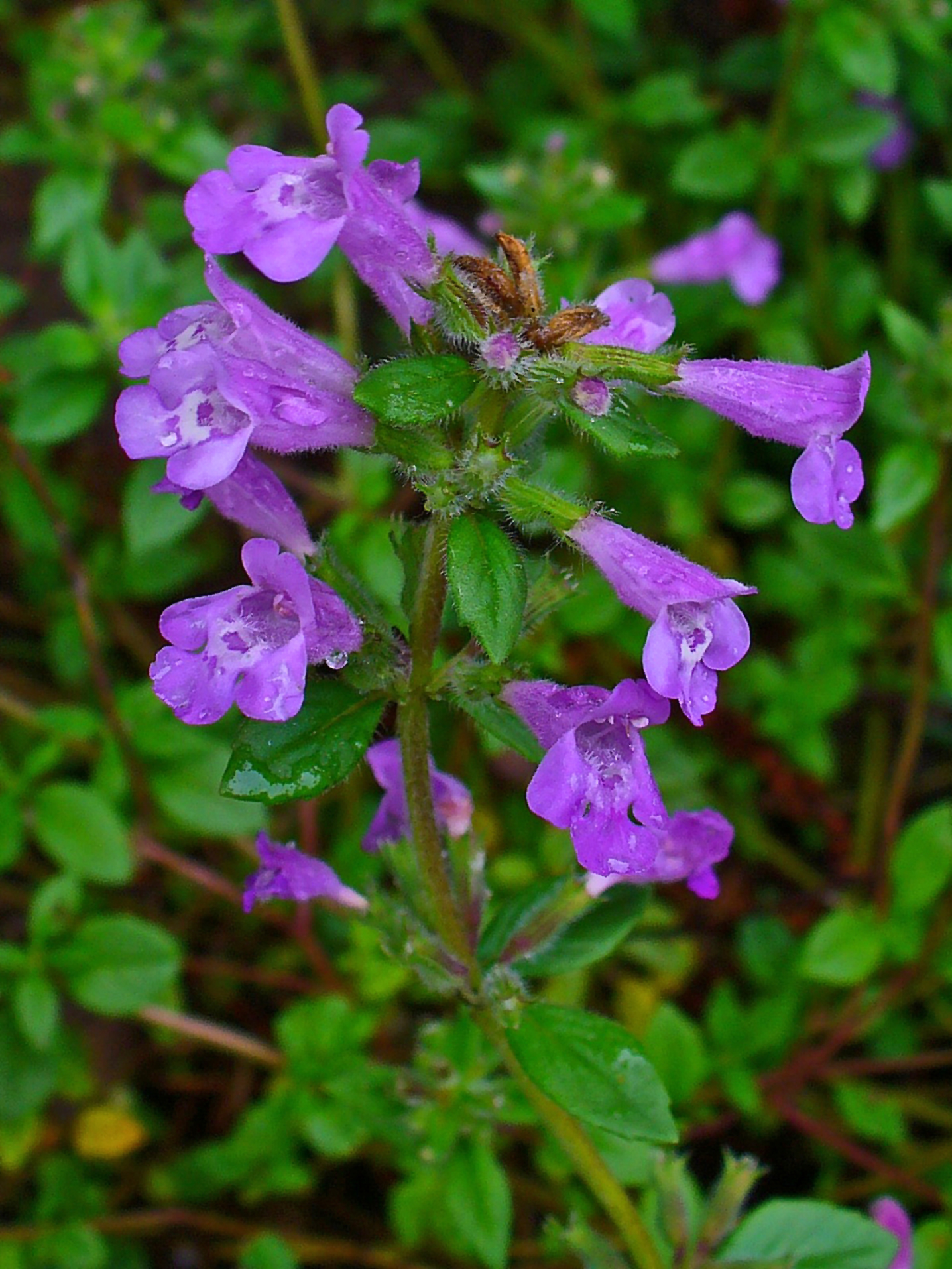 Acinos alpinus 002