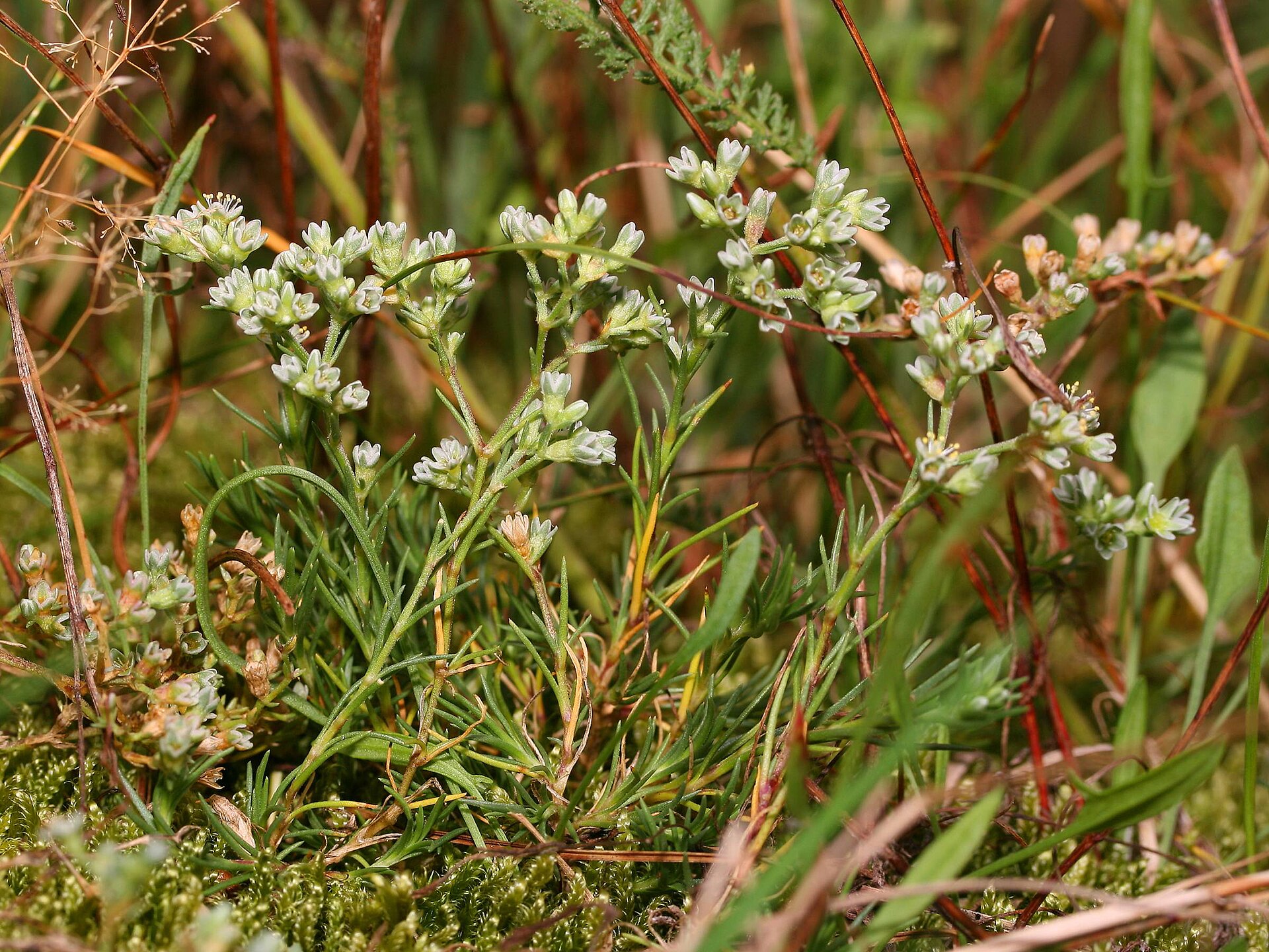 Scleranthus