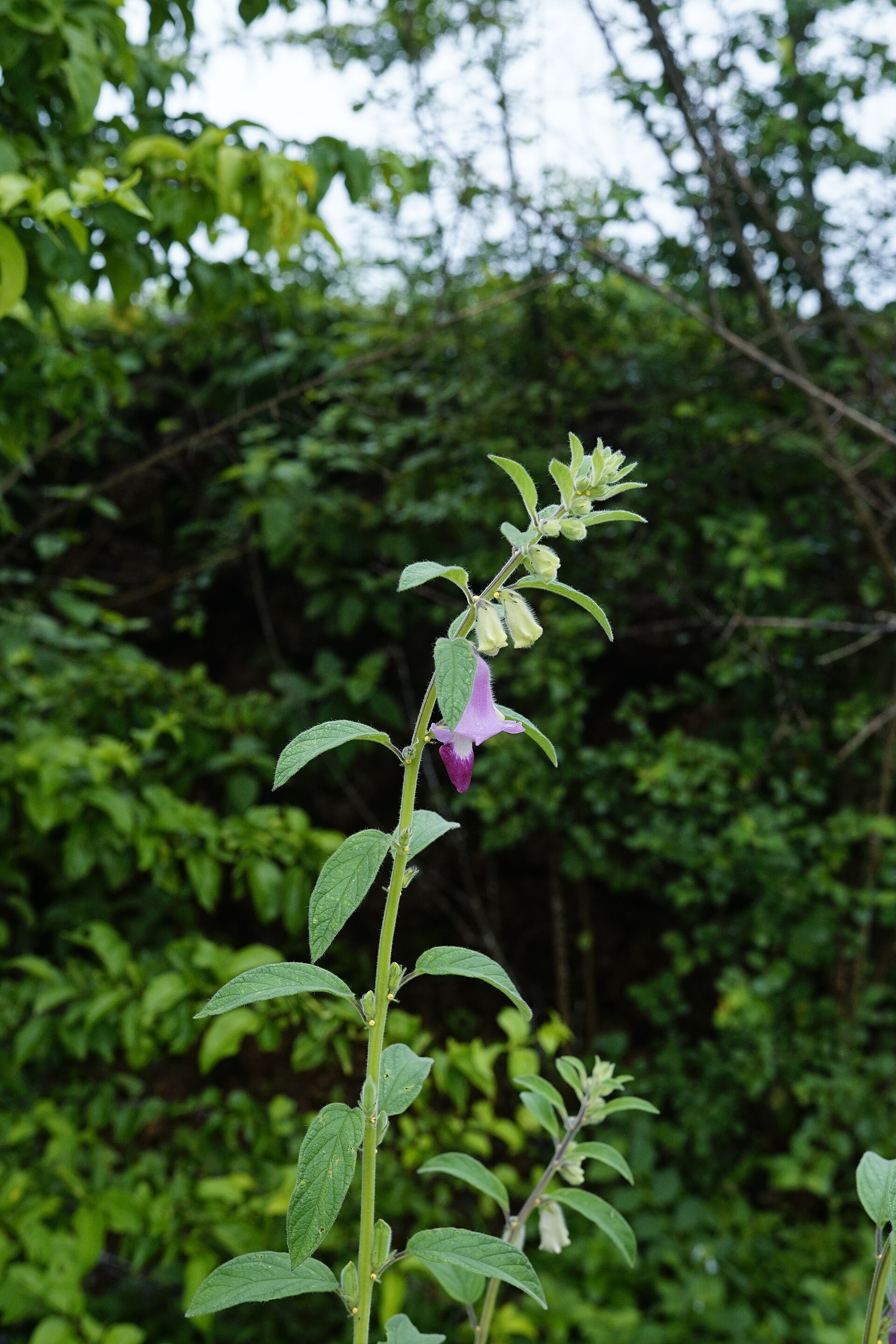 Sesamo