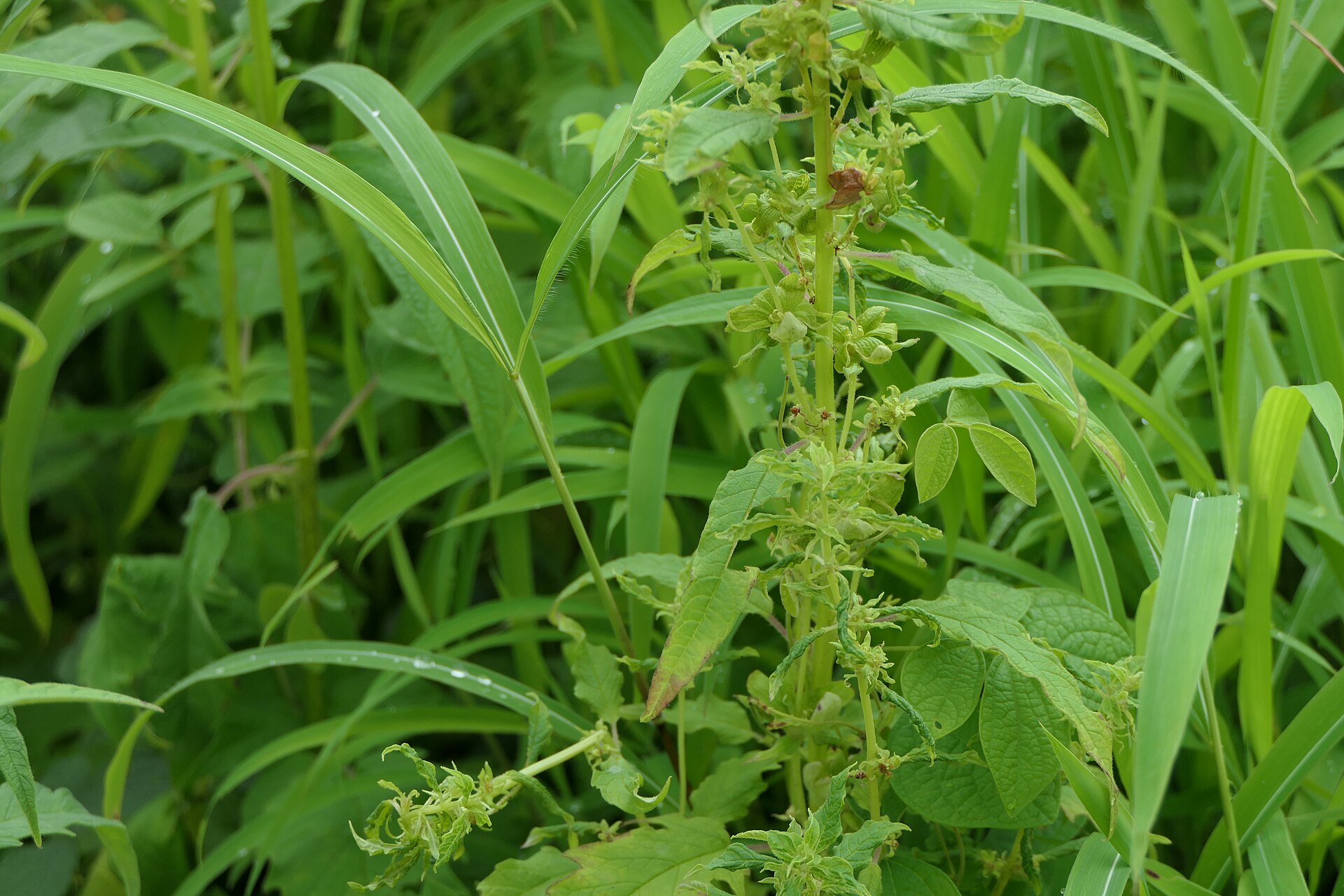 Sesamum indicum subsp. malabaricum (Burm.) Bedigian (51383514962)