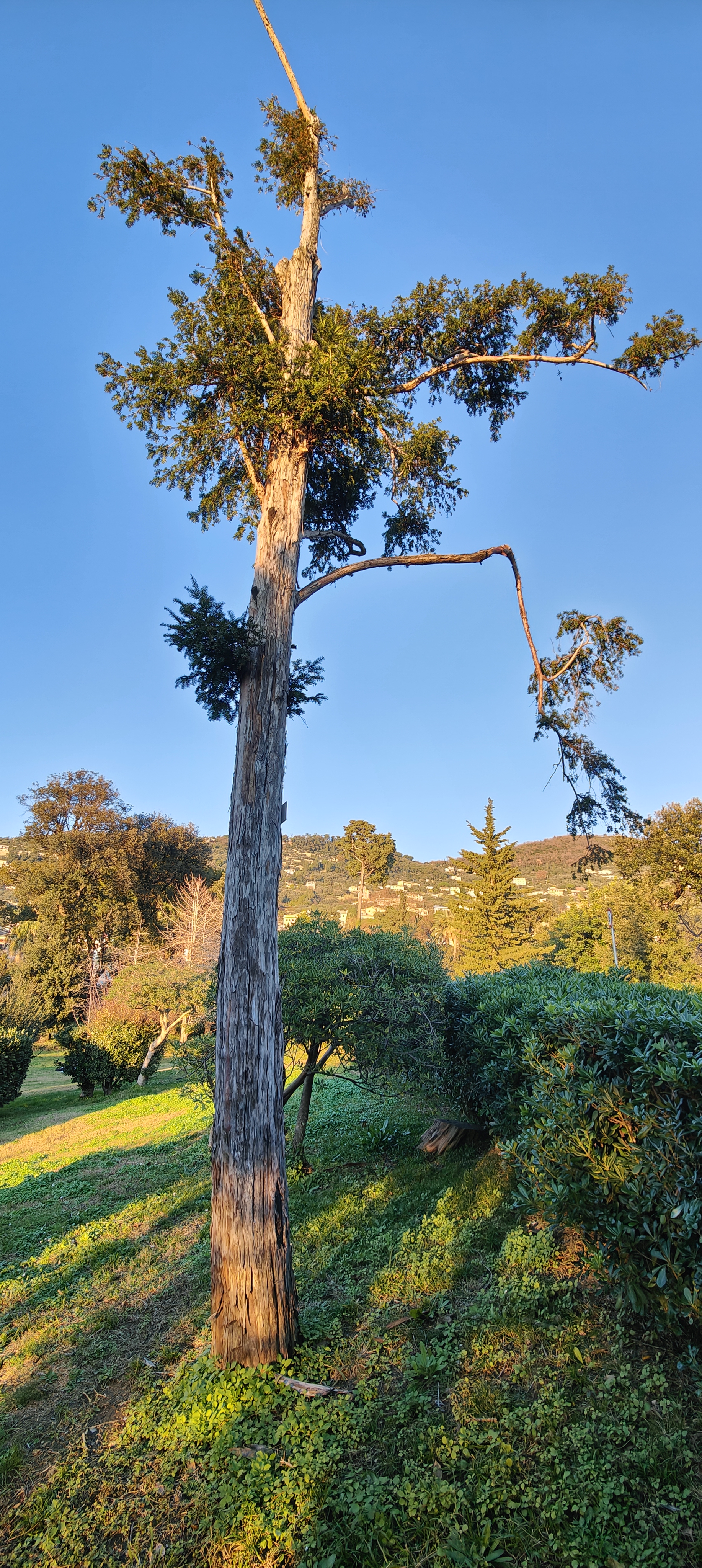 Taxus baccata "Tasso"