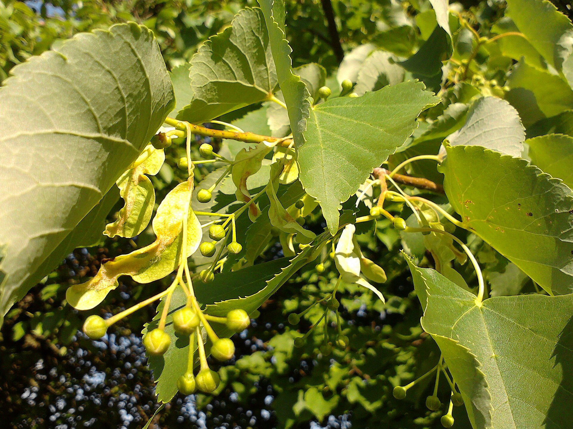 Tilia cordata - inflorescence