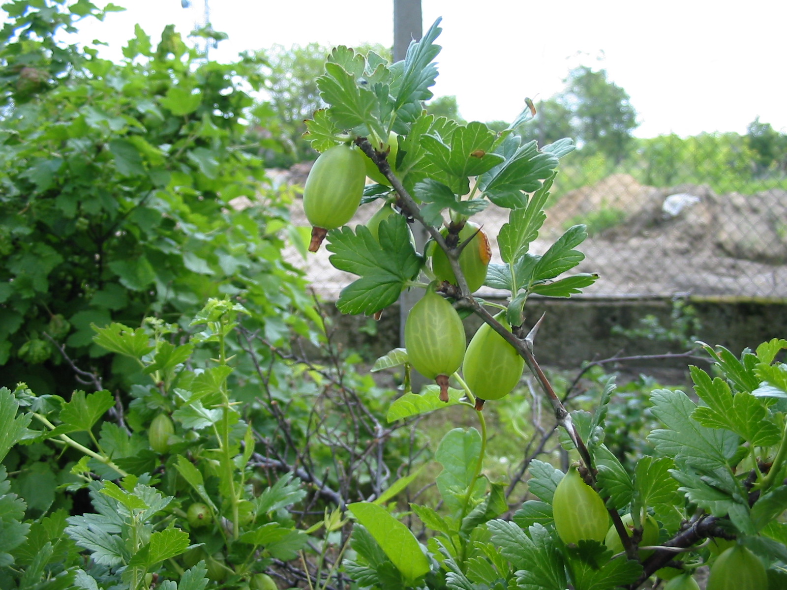 Uva spina o ribes bianco