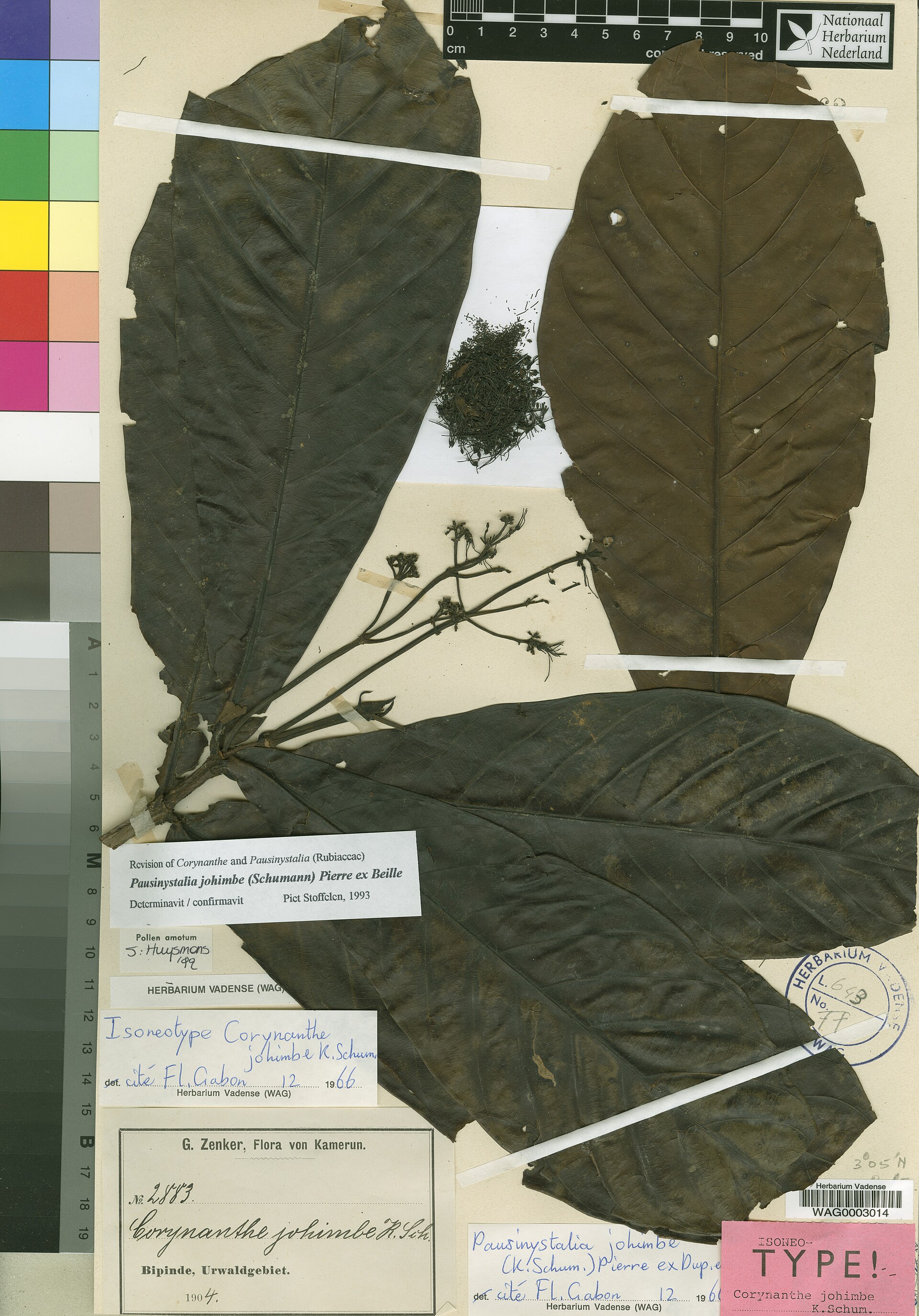 Corynanthe johimbe K.Schum. (WAG0003014)
